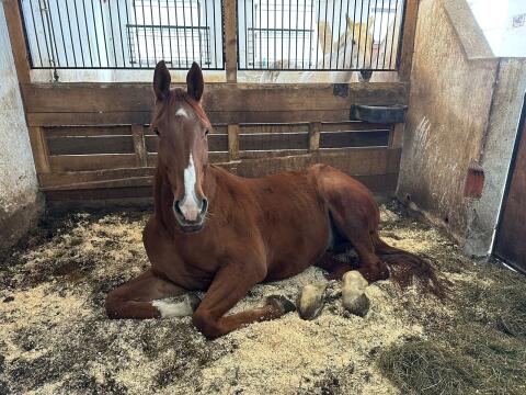 Sir Luis Irisches Warmblut