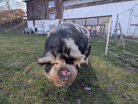 Kune Kune Zuchteber