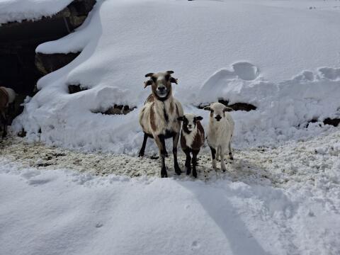 Schaf mit zwei süßen Lämmern