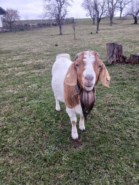 Burenziegenbock