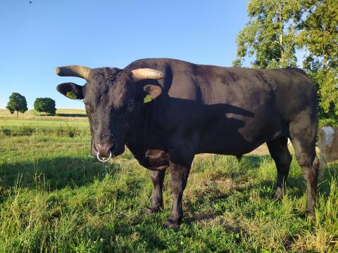 Wagyu Bulle