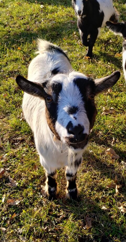 Miniziegenbock, hornlos