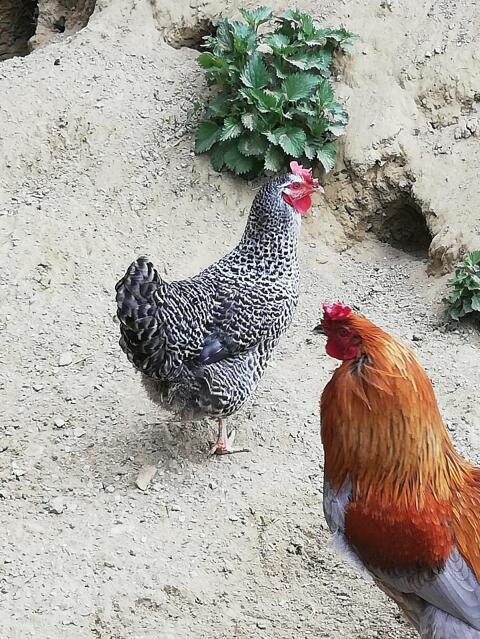 Legehenne zu verschenken