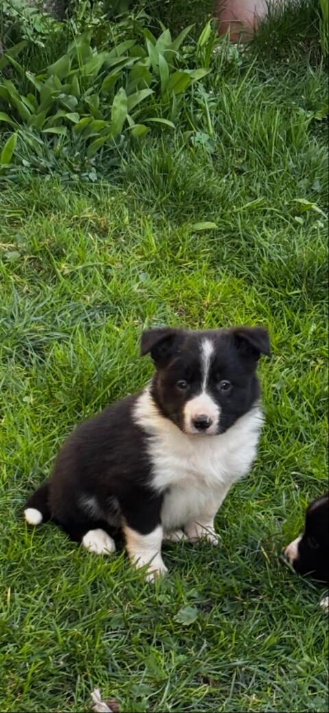 Border Collie Welpen