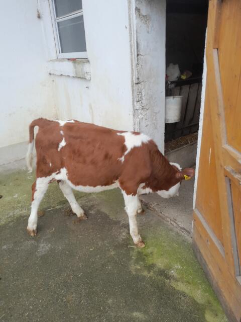Verkaufe weibl. Nutz/Zuchtkalb