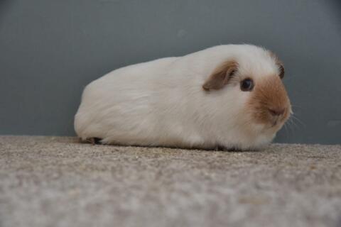 Sau Meerschweinchen California Schoko