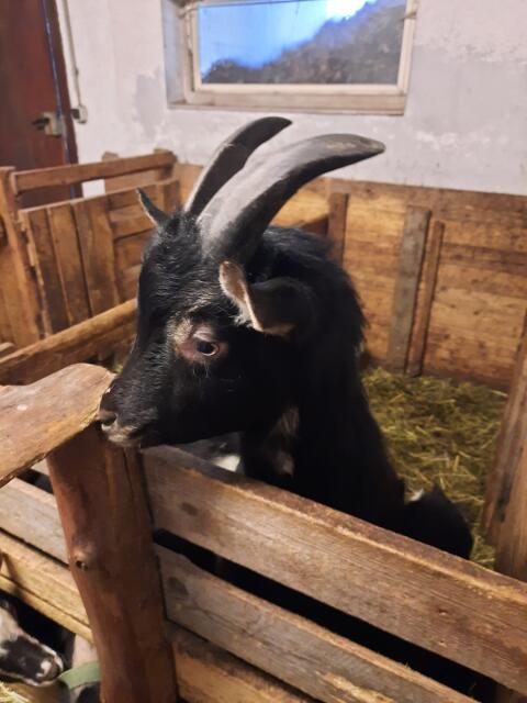 Ziegenbock