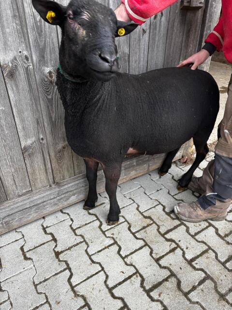 Juraschaf/Juraschafbock