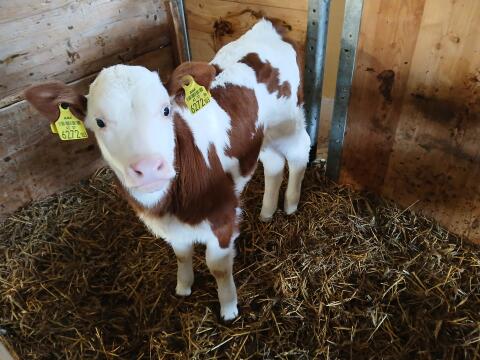 Verk. Bio FV x MO Zuchtkalb