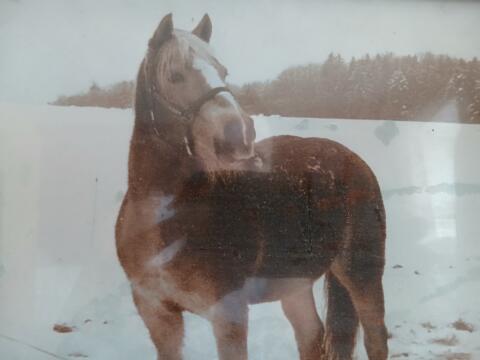 Suche Haflinger oder Noriker Stute