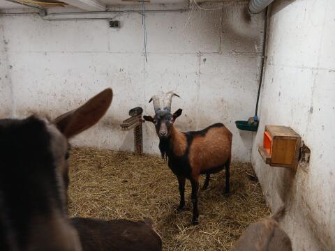 GGZ Bock