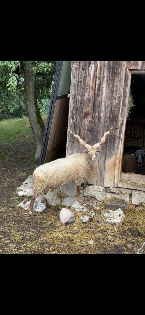 Zackelschaf Widder