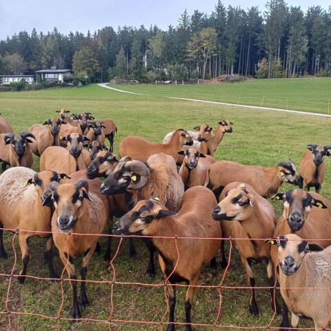 Kamerun Schafe