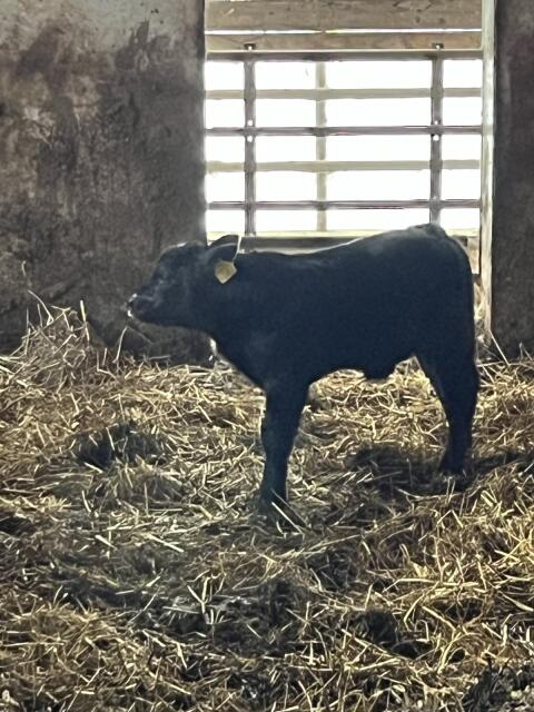 Bio-Aberdeen-Angus Stierkalb