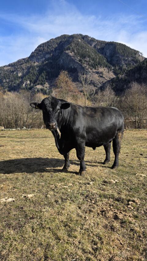 Verkaufe Aberdeen Angus Stier
