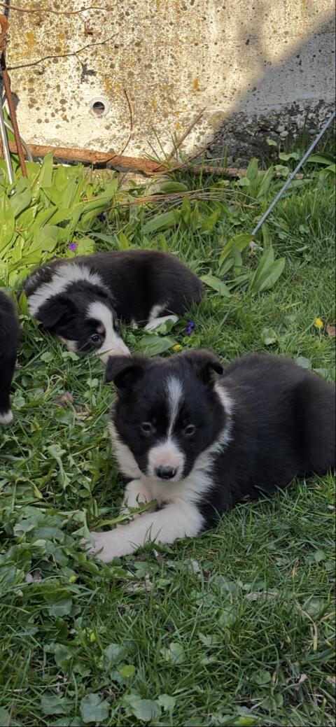 Border Collie Welpen