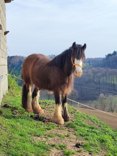 Tinker Stute