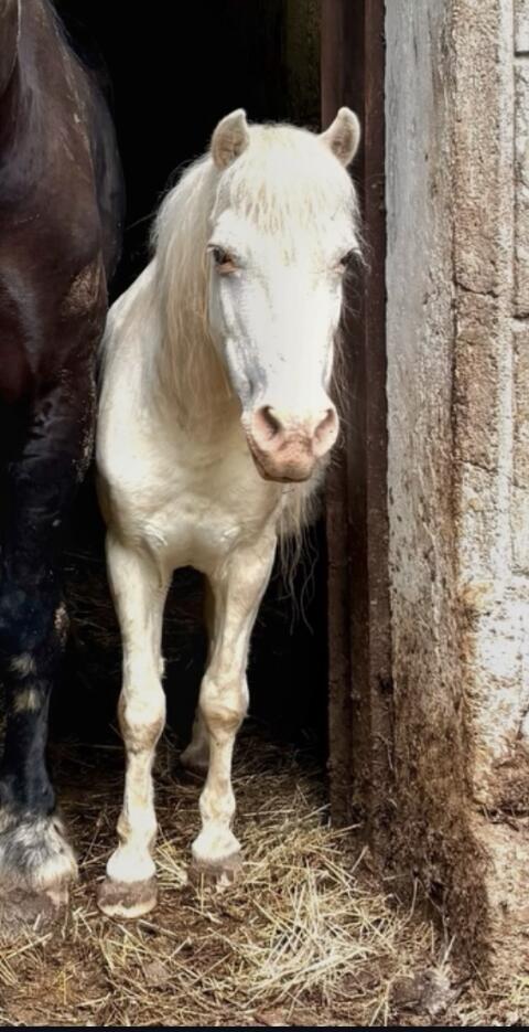Pony-Wallach zu verschenken