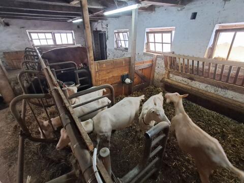 Verkaufe 3 bis 4 Saanenziegen