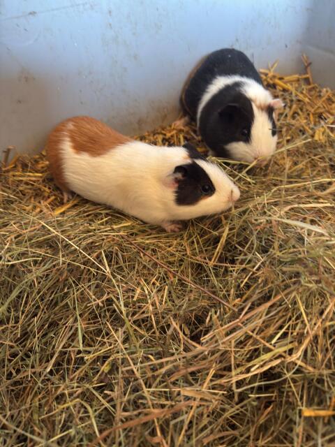 Meerschweinchen