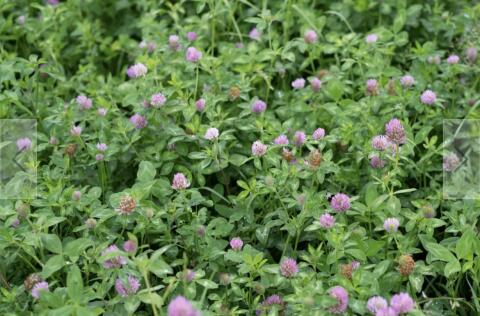 Silageballen