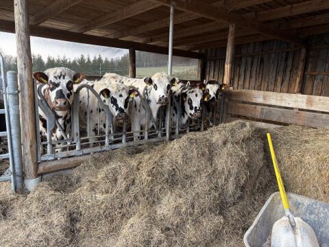 Normande Stier