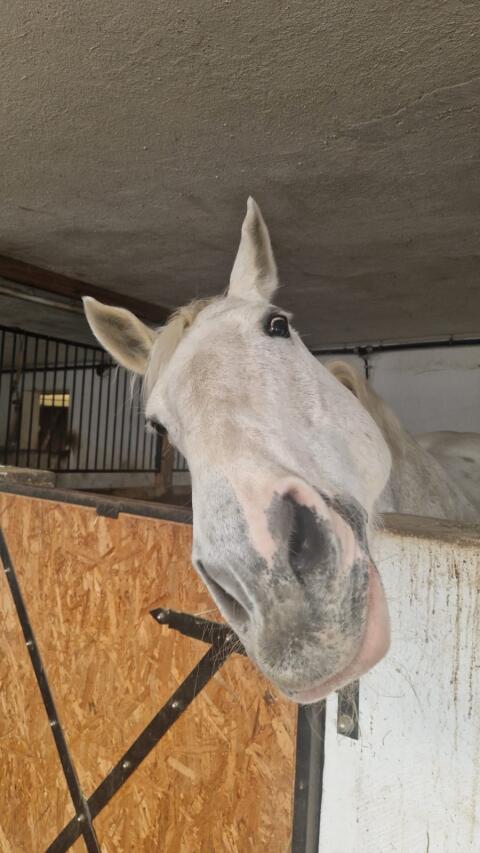 Irische Warmblutstute Galaxy