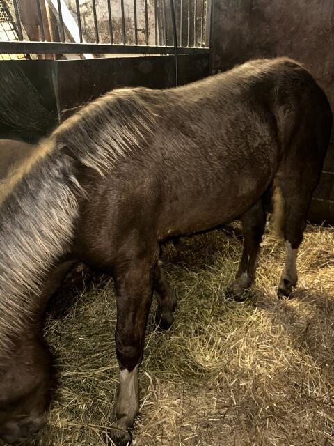 Noriker