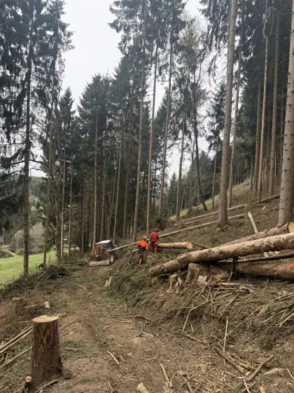 Holzfällarbeiten