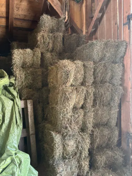 Pferdeheu in Kleinballen