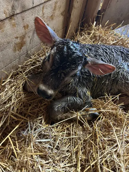 Original Braunviehstierkalb