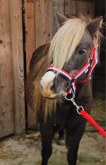 Traumpony in Sonderlackierung