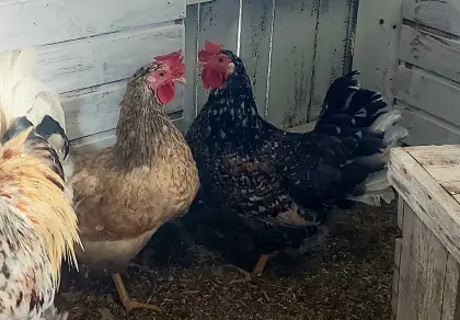 Blumenhühner Zuchtstamm 1.2