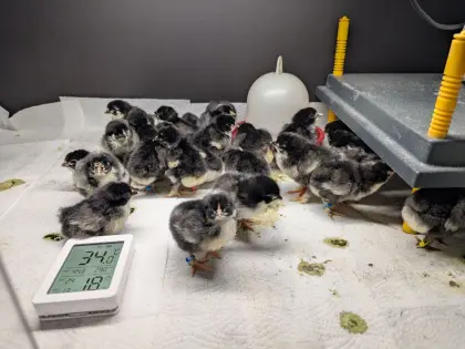 Marans + Buntleger Küken