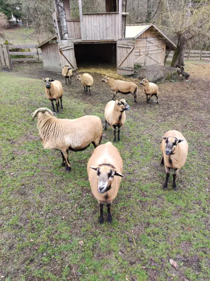 12 Kamerunschafe zu verkaufen