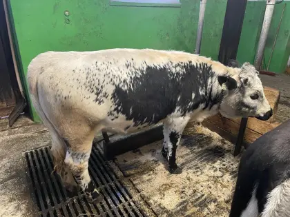 PSS Kalbin aus Anbindehaltung