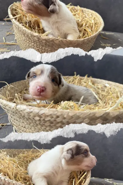Australian Shepherd Welpen vom 13.03.2026