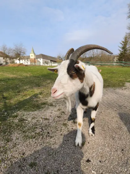 Steirer Schecke Ziege weiblich