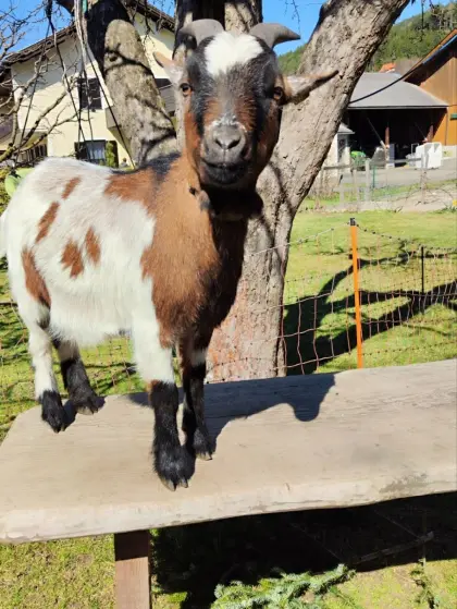 Zwergziegen Böcke (Mönche)
