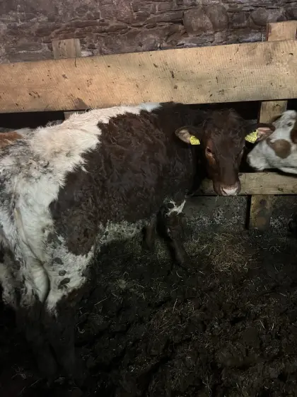 Pinzgauer Zuchtkalbin