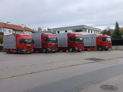 LKW-Fahrer für Tiertransport