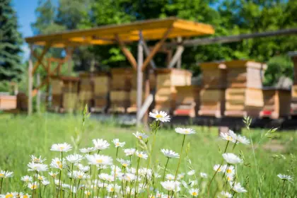 Bio-Bienenvölker mit Gesundheitszeugnis