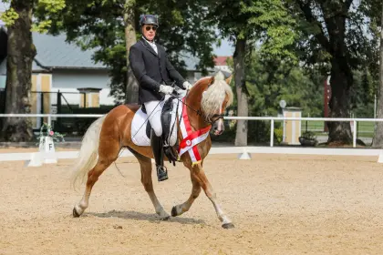 Haflinger Deckhengst Amsterdam-JB