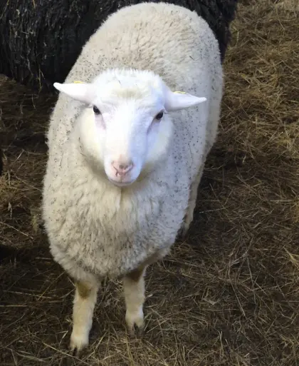 Verkaufe Schafbock