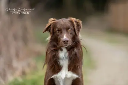 Australian Shepherd Rüde
