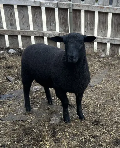 Jungwidder Jura x Meatlinc