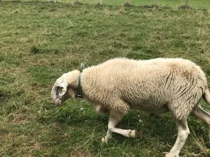 Brillenschafwidder abzugeben