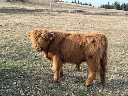 Hochlandrinder, Highland Cattle