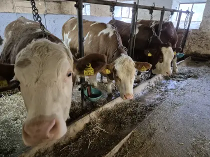 Fleckvieh Jungkalbinnen