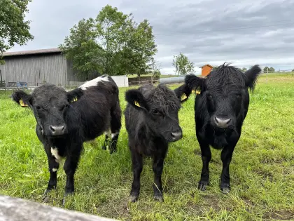 Mini Galloway Rinder